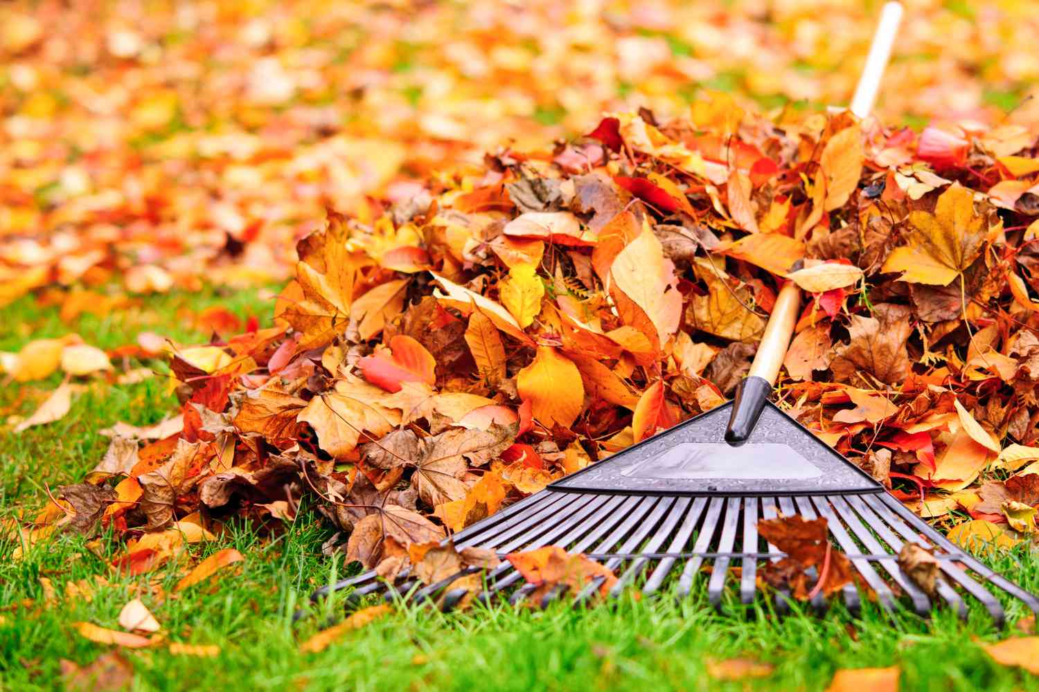 CLEANUP